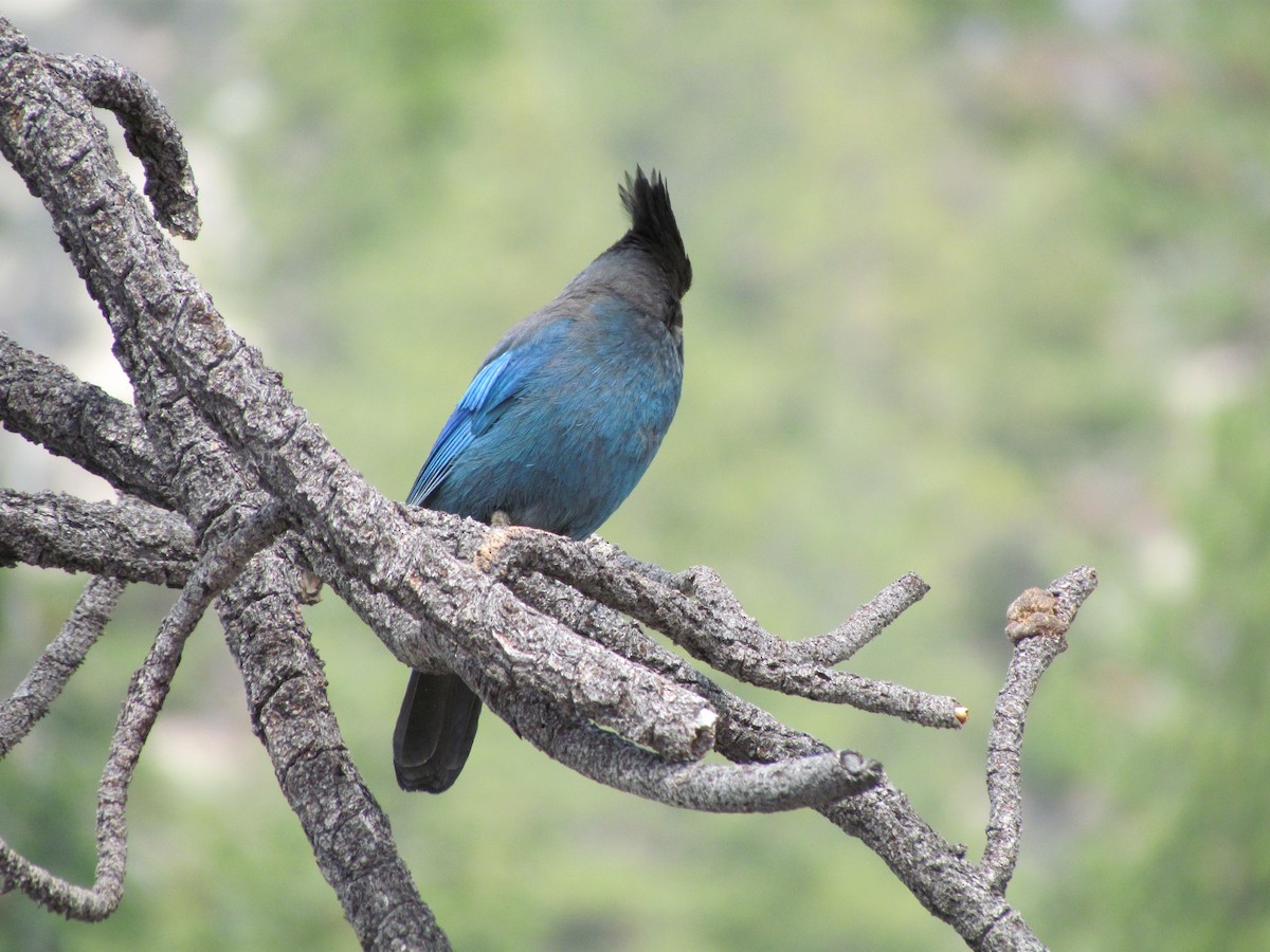 Steller's Jay - ML577234461