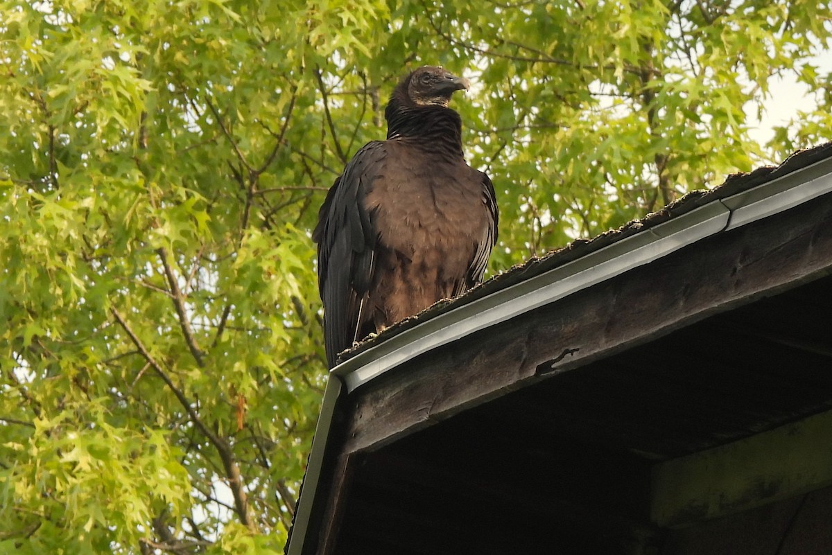 Black Vulture - ML577234551