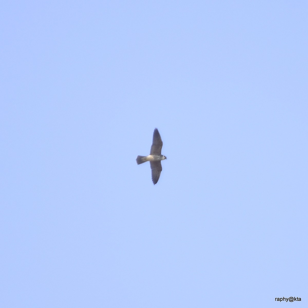 Eurasian Hobby - ML57723461