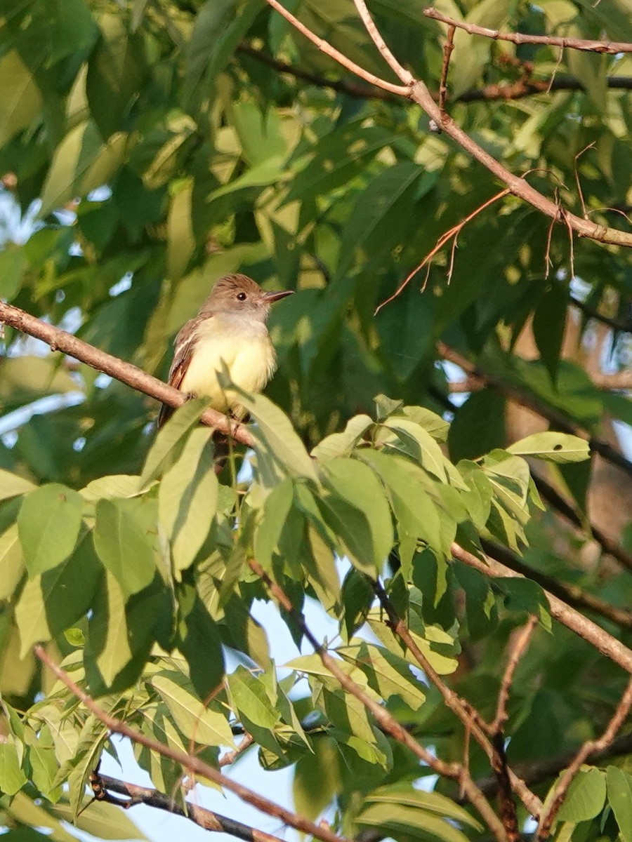 Great Crested Flycatcher - ML577234671