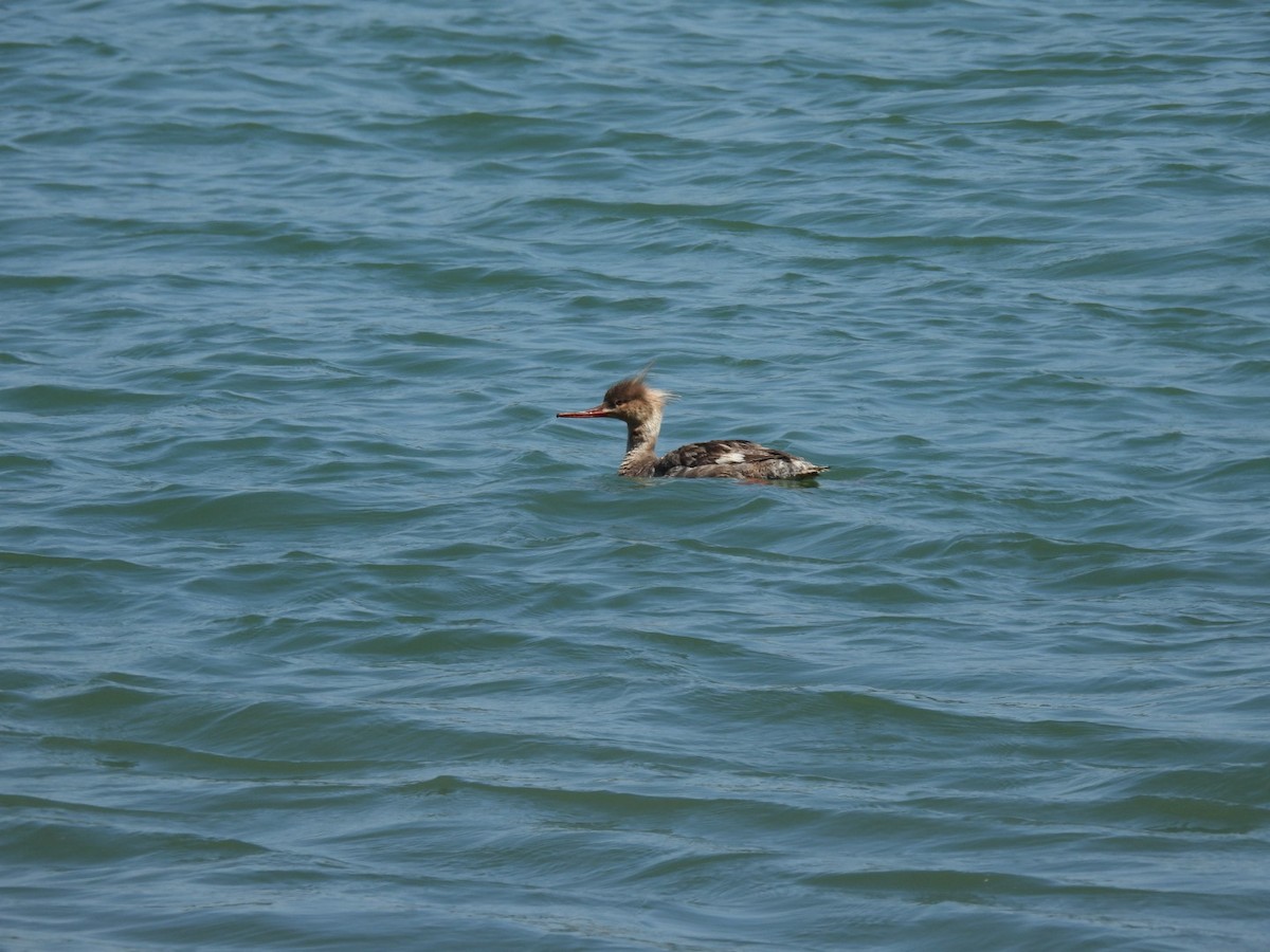 Red-breasted Merganser - ML577234731