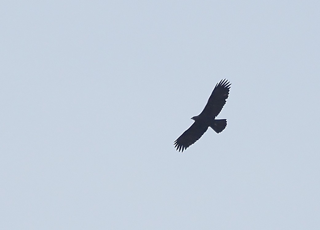 Águila Real - ML577234901