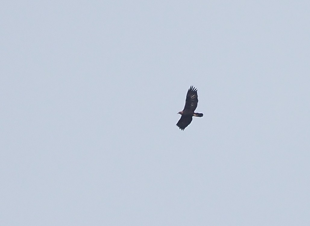 Águila Real - ML577234921