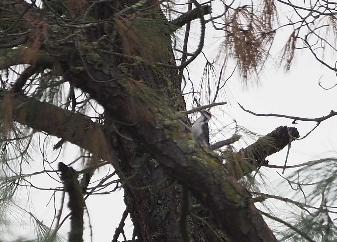 Hairy Woodpecker - ML577234961