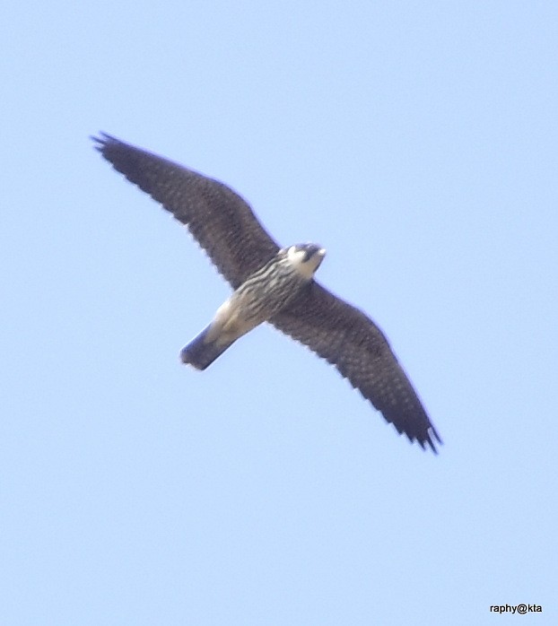 Eurasian Hobby - ML57723511