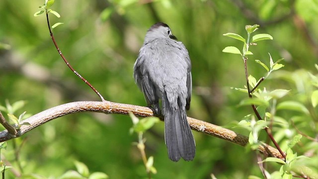 Pájaro Gato Gris - ML577235261