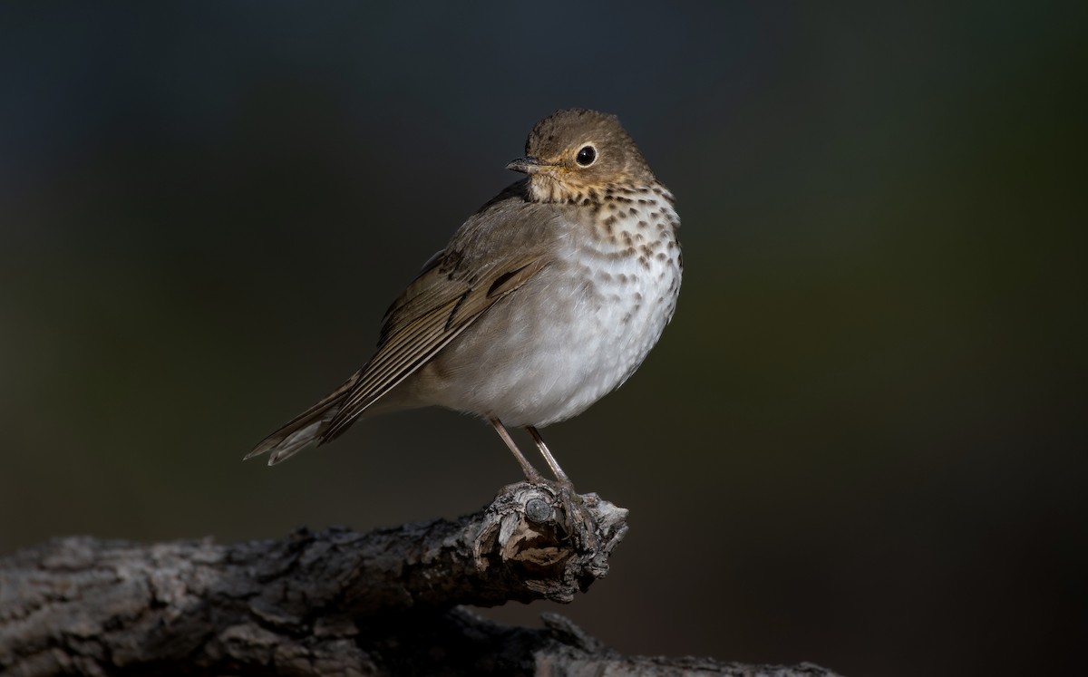 Swainson's Thrush - ML577235671
