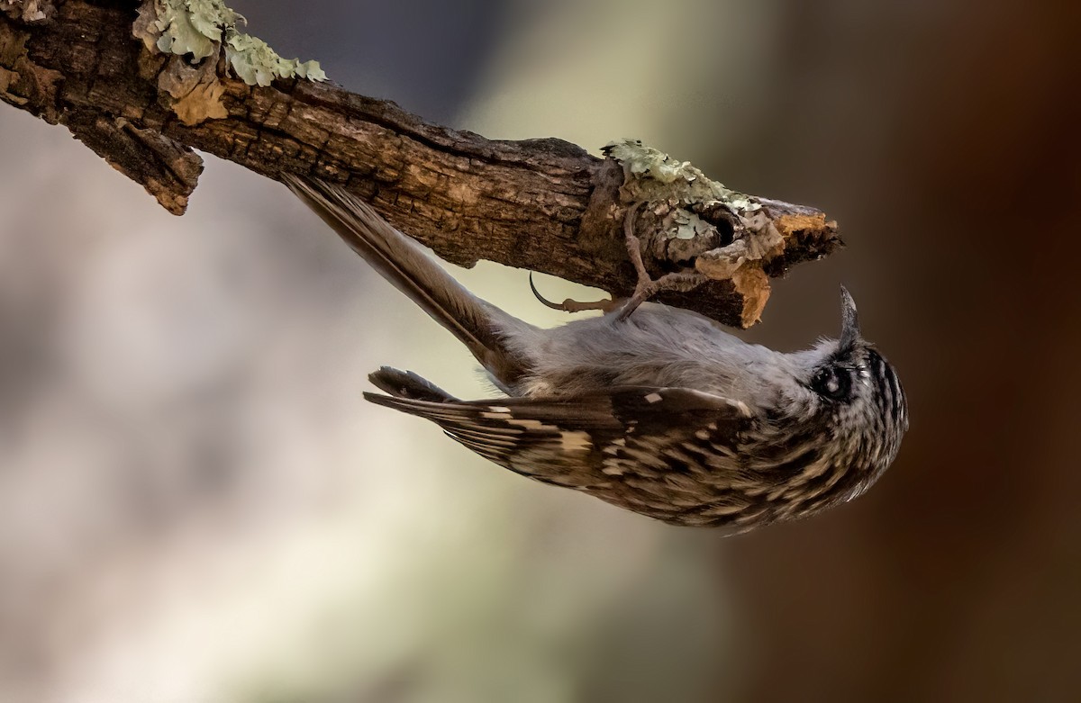 Brown Creeper (albescens/alticola) - ML577235941