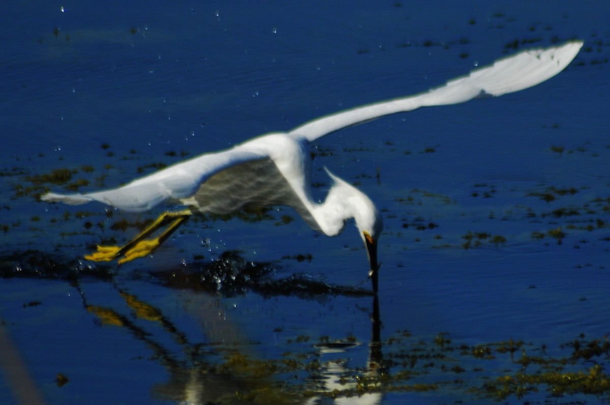 Snowy Egret - Robert Rice