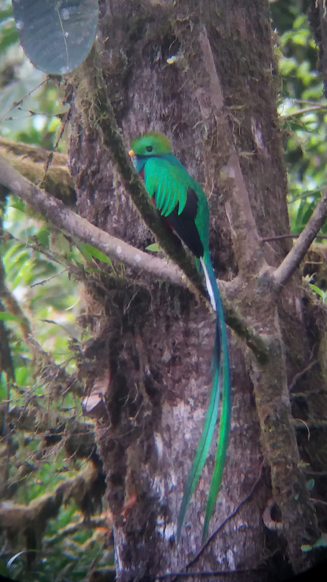 Resplendent Quetzal - ML577236381