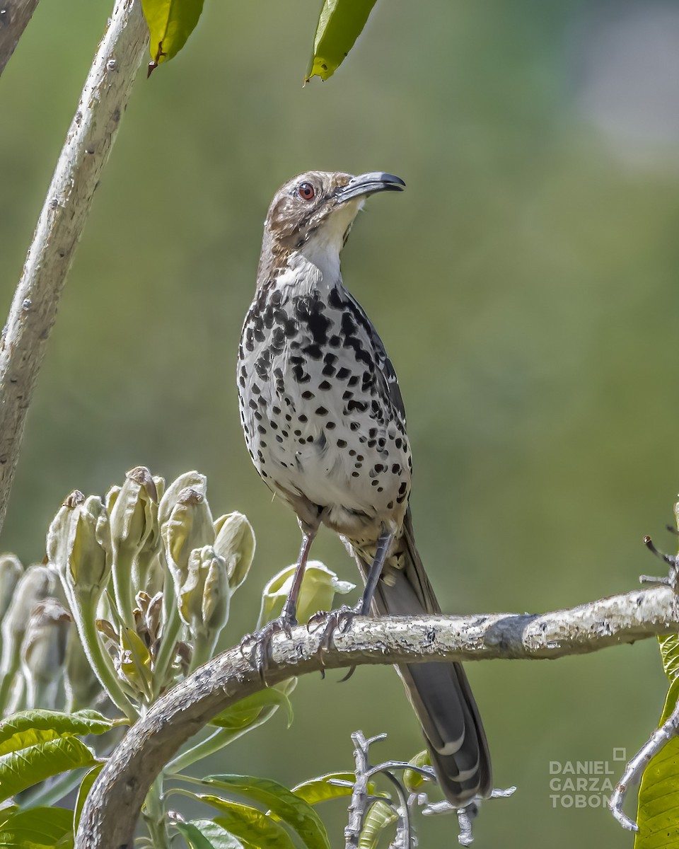 Ocellated Thrasher - Daniel  Garza Tobón