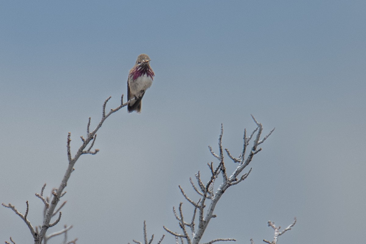 Calliope Hummingbird - ML577237291