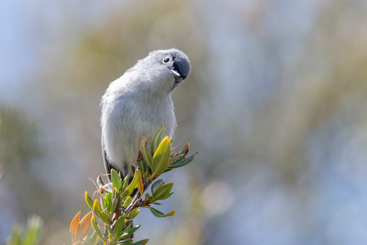 Blue-gray Gnatcatcher - Jeff Bleam