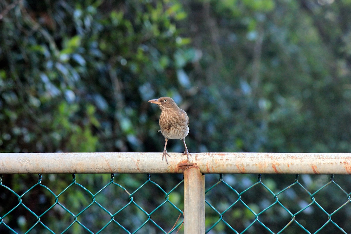 Pearly-eyed Thrasher - ML577239671