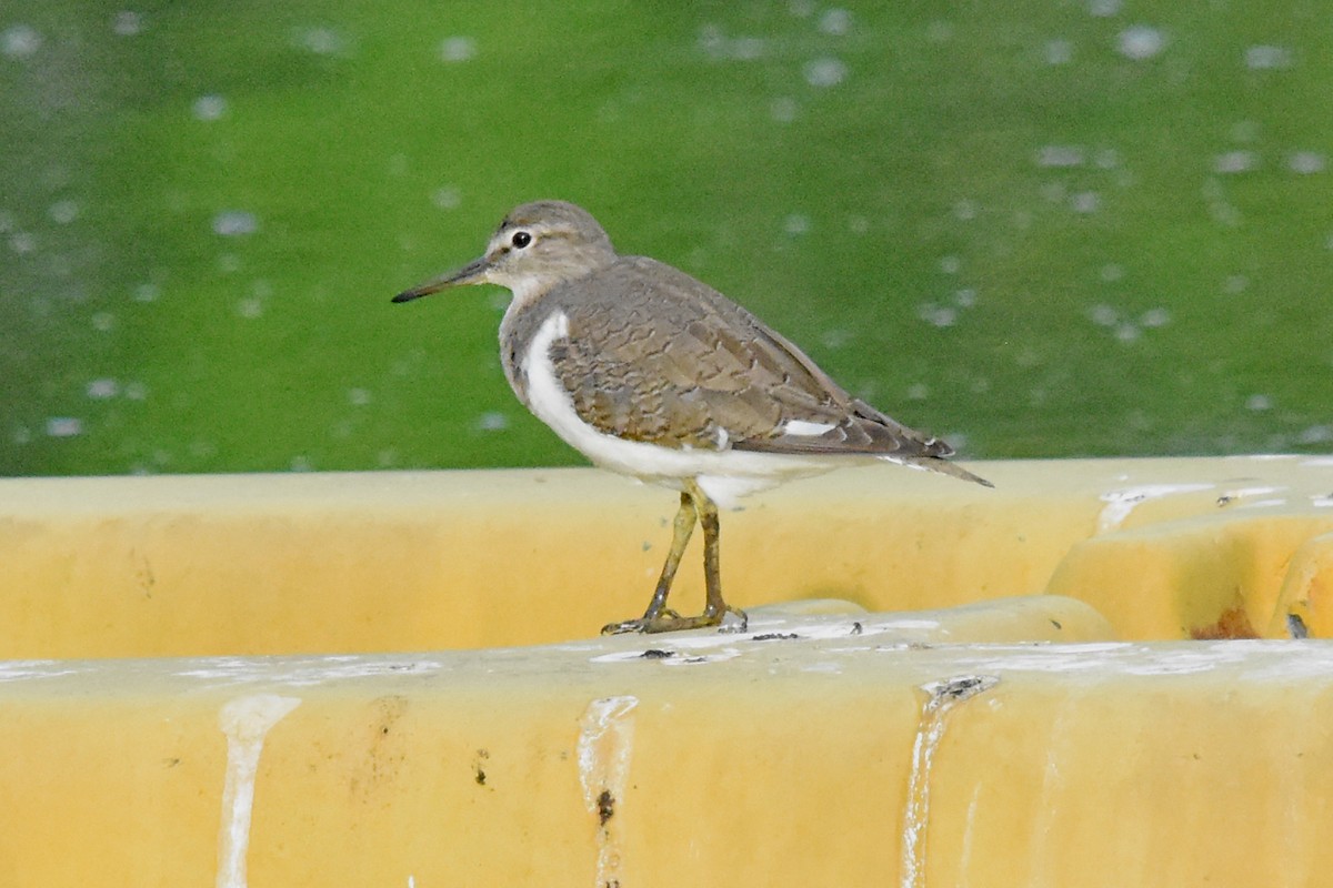 Common Sandpiper - ML57724061