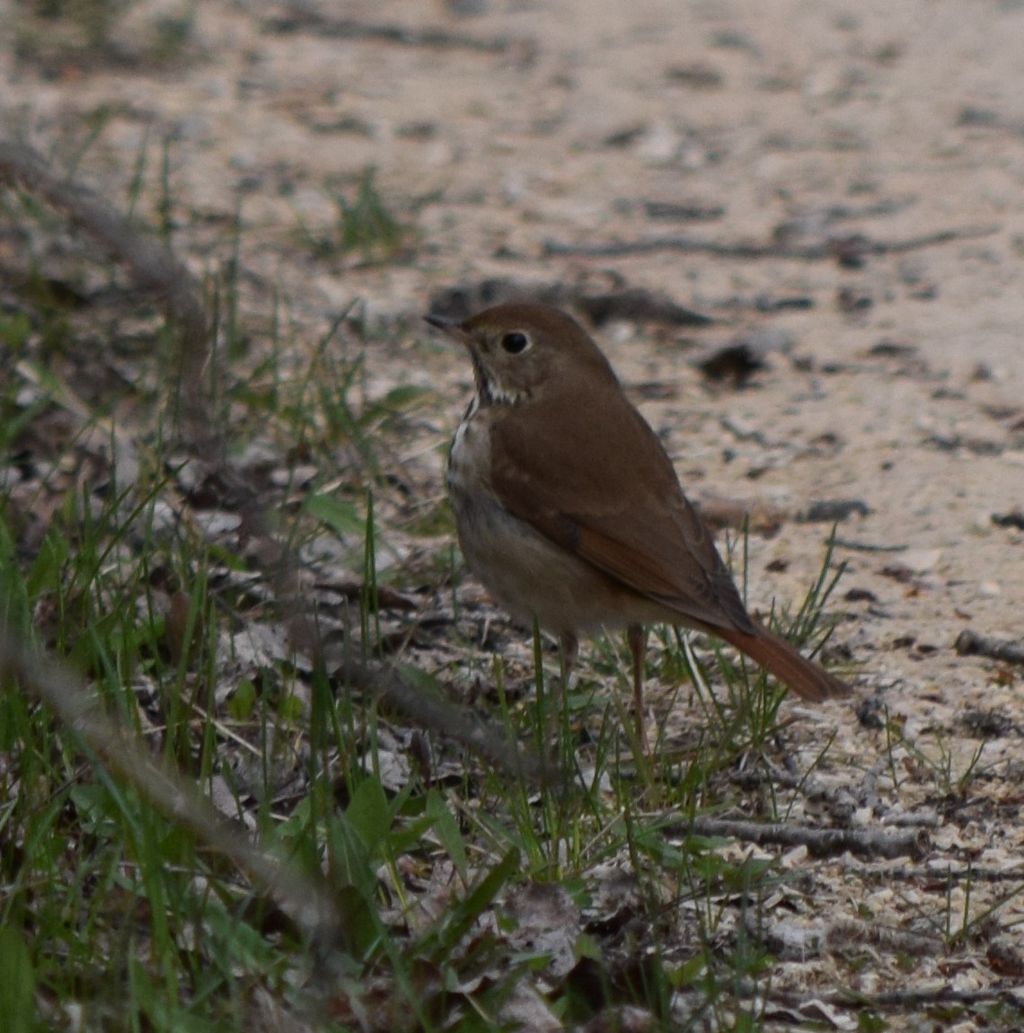 Hermit Thrush - Gregory Bryan