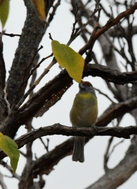 Rufous-browed Peppershrike - ML577240811