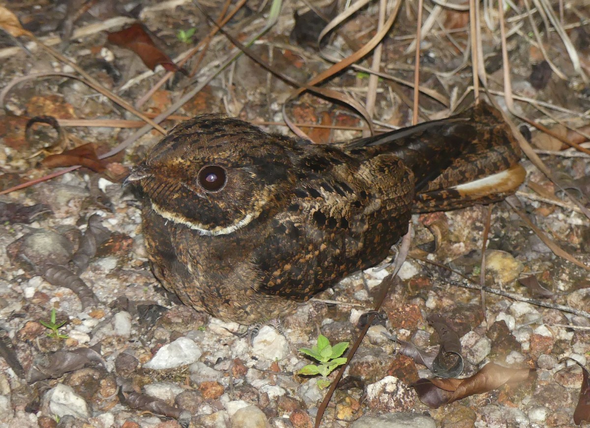 Rufous Nightjar (South American) - ML577240901