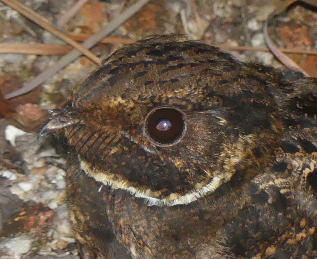 Rufous Nightjar (South American) - ML577240941