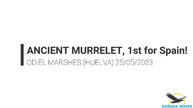 Ancient Murrelet - ML577241021