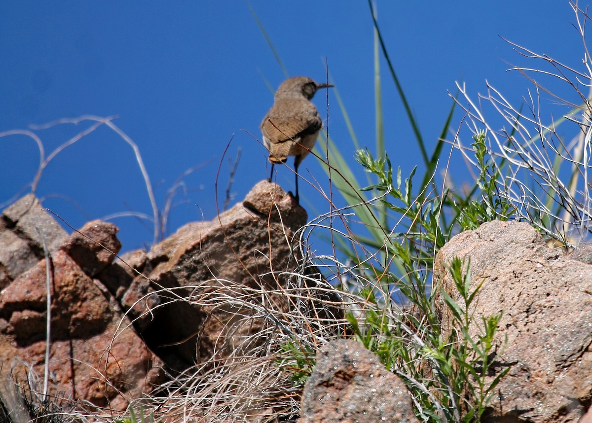 Rock Wren - ML577241481
