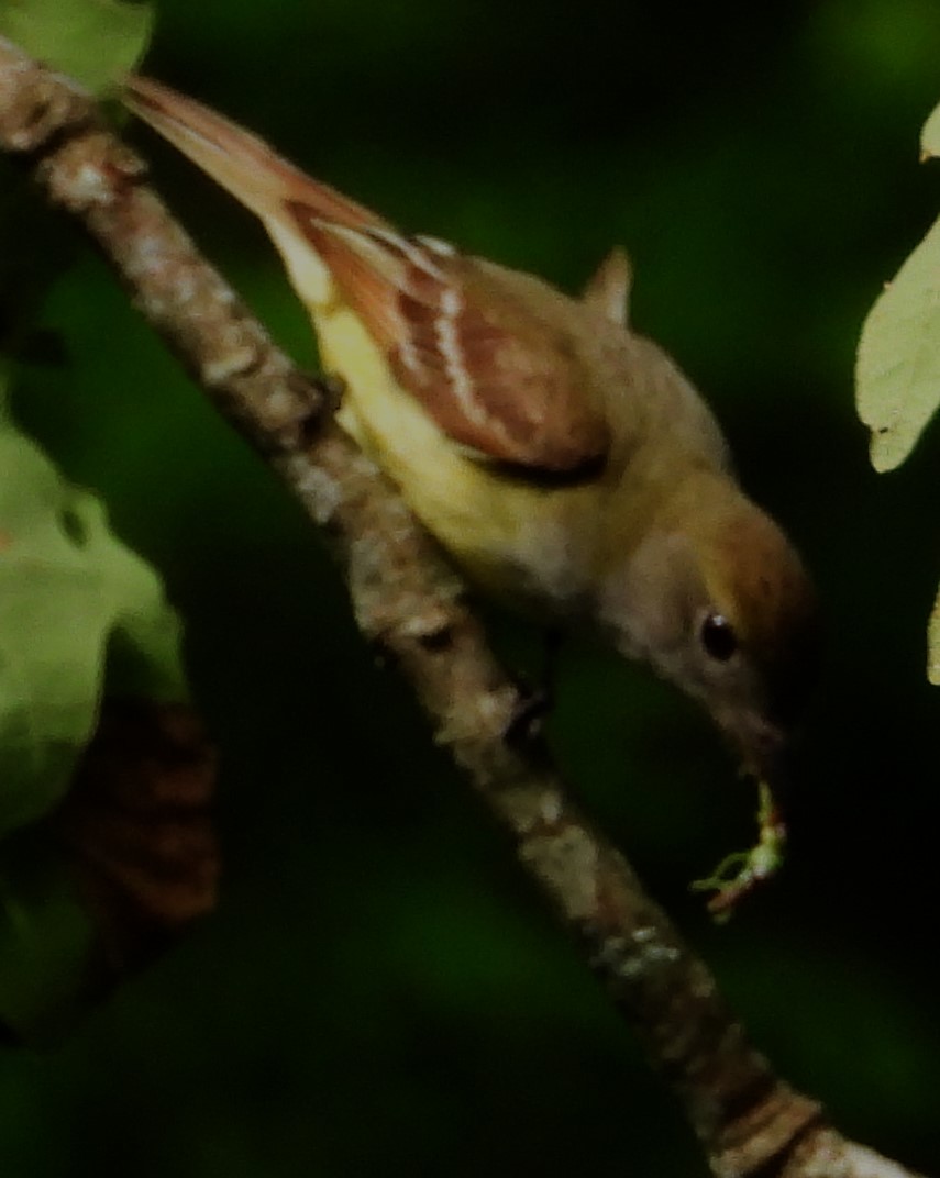 Great Crested Flycatcher - ML577241851