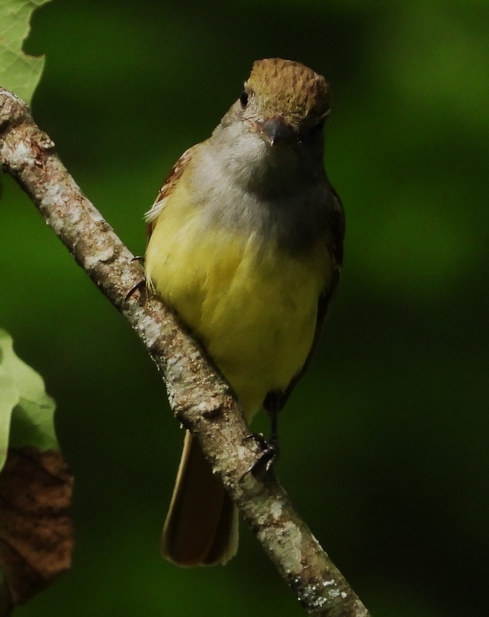 Great Crested Flycatcher - ML577241861