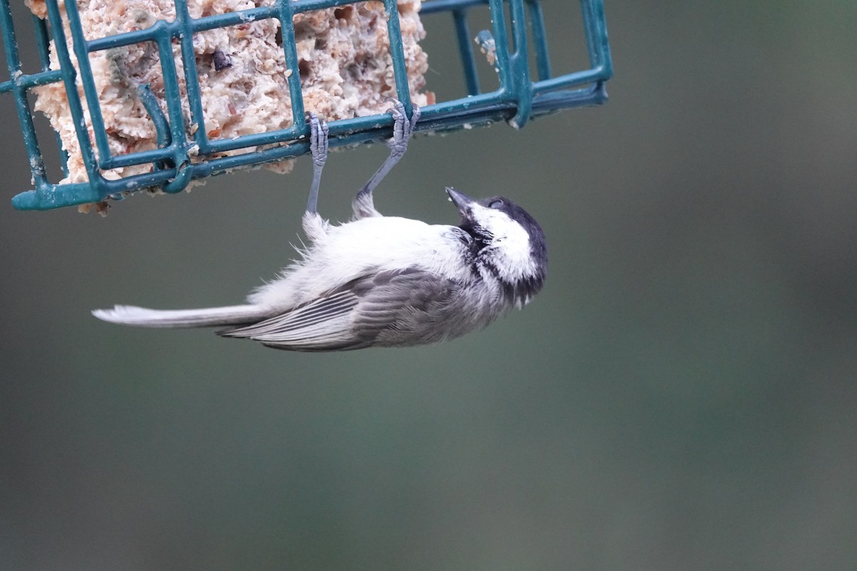 Carolina Chickadee - ML577242301