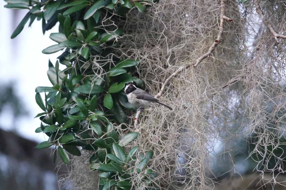 Carolina Chickadee - ML577242311