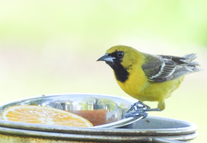 Orchard Oriole - ML577242381