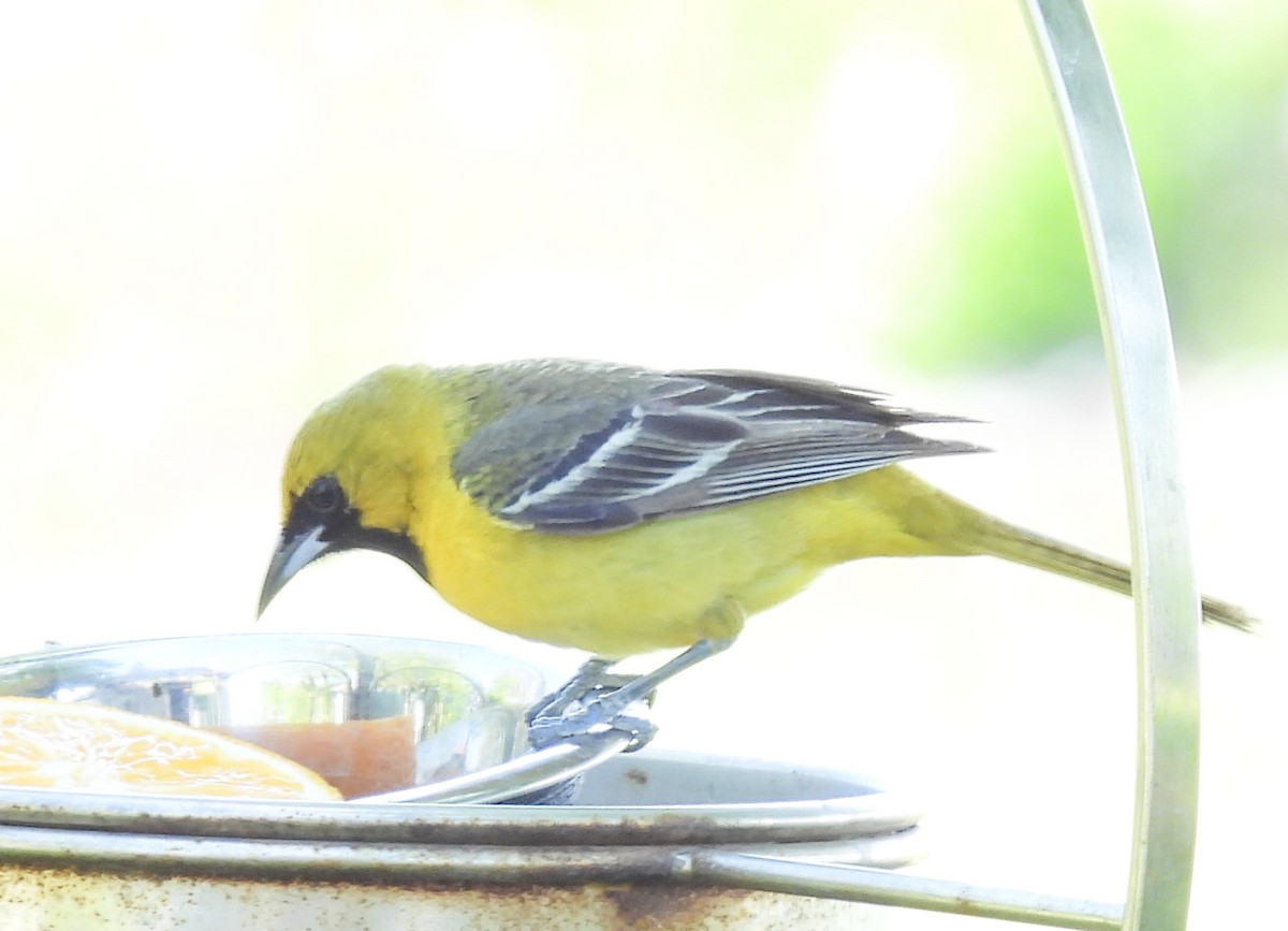Orchard Oriole - ML577242391