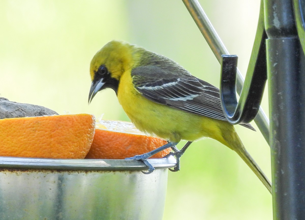 Orchard Oriole - ML577242401