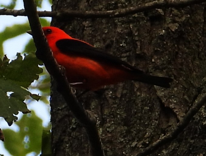 Scarlet Tanager - ML577242451