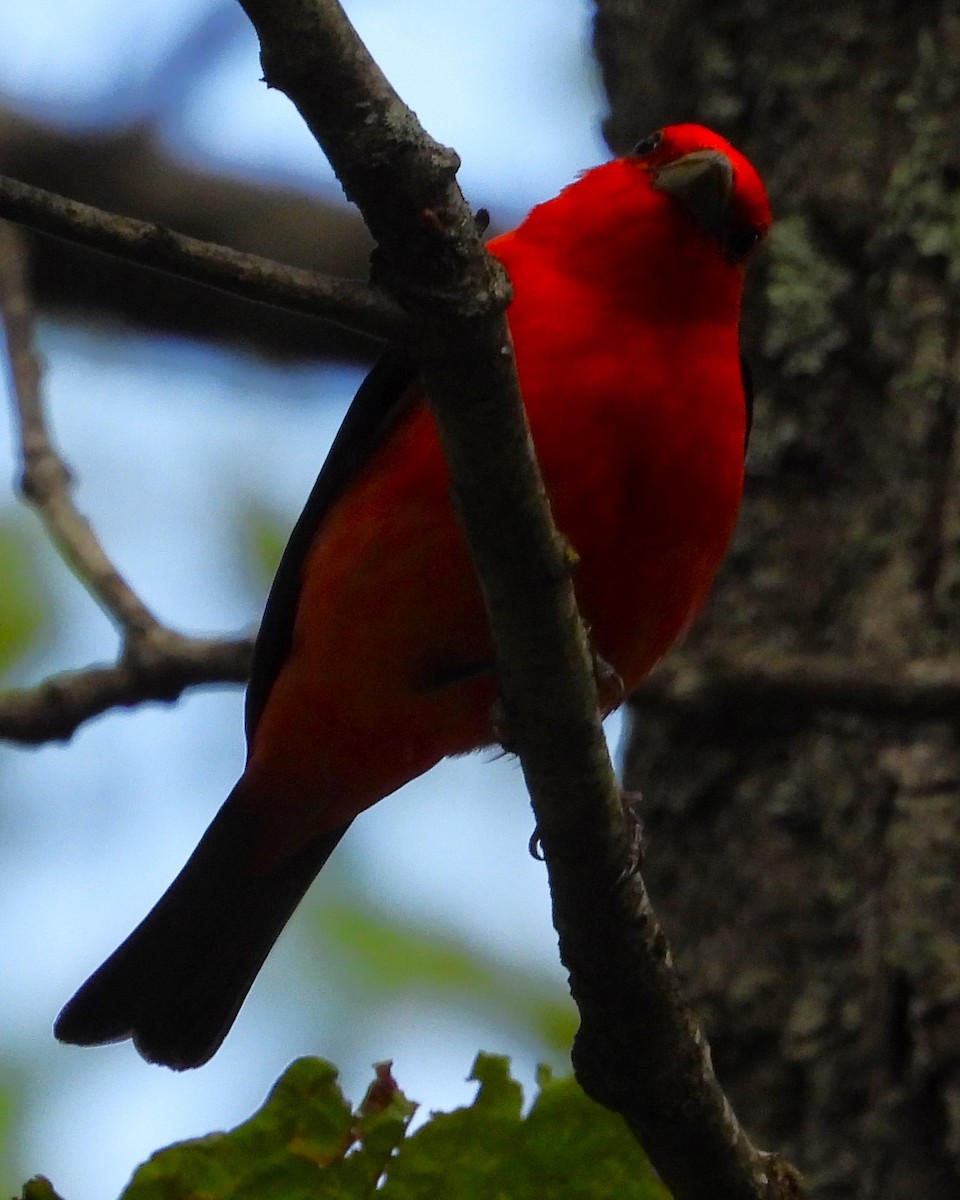 Scarlet Tanager - ML577242471
