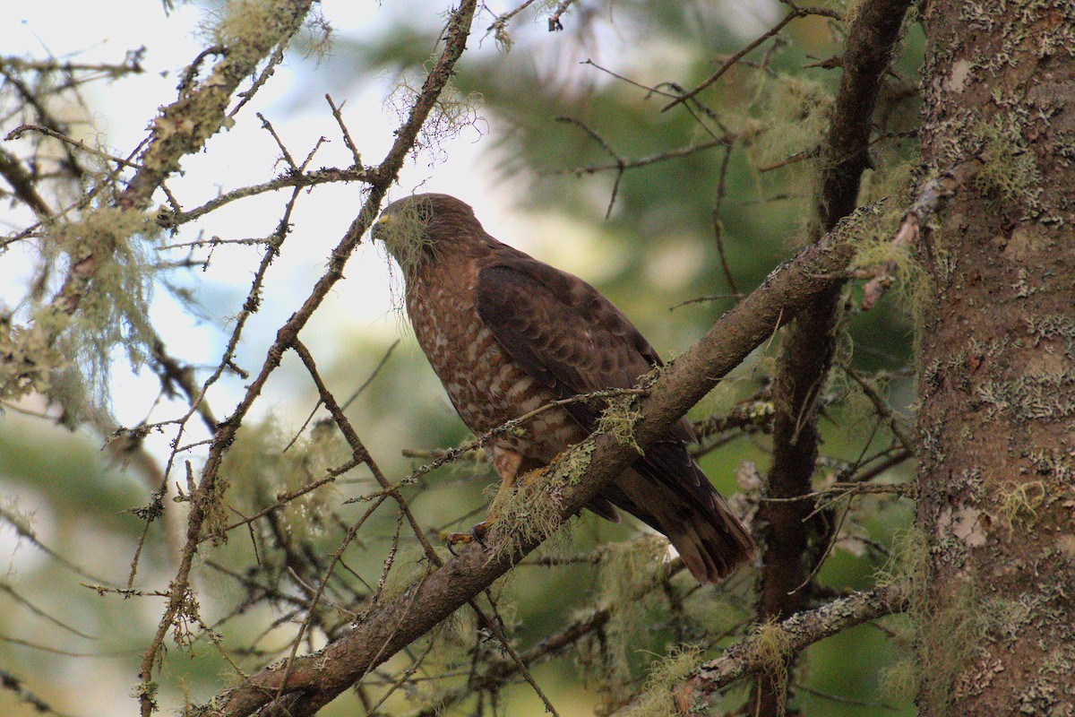 Broad-winged Hawk - Kaj Overturf