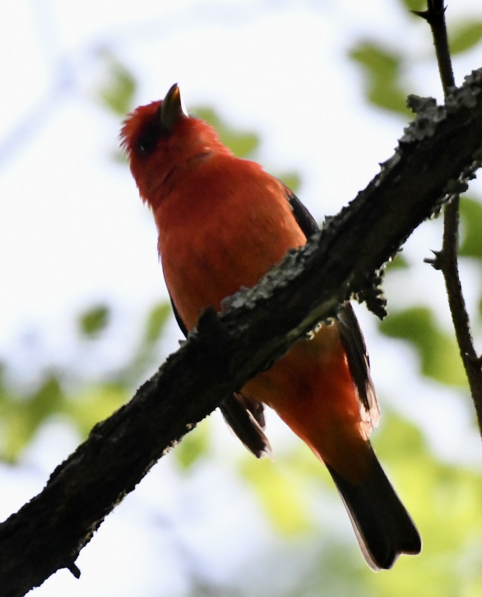 Scarlet Tanager - ML577244631