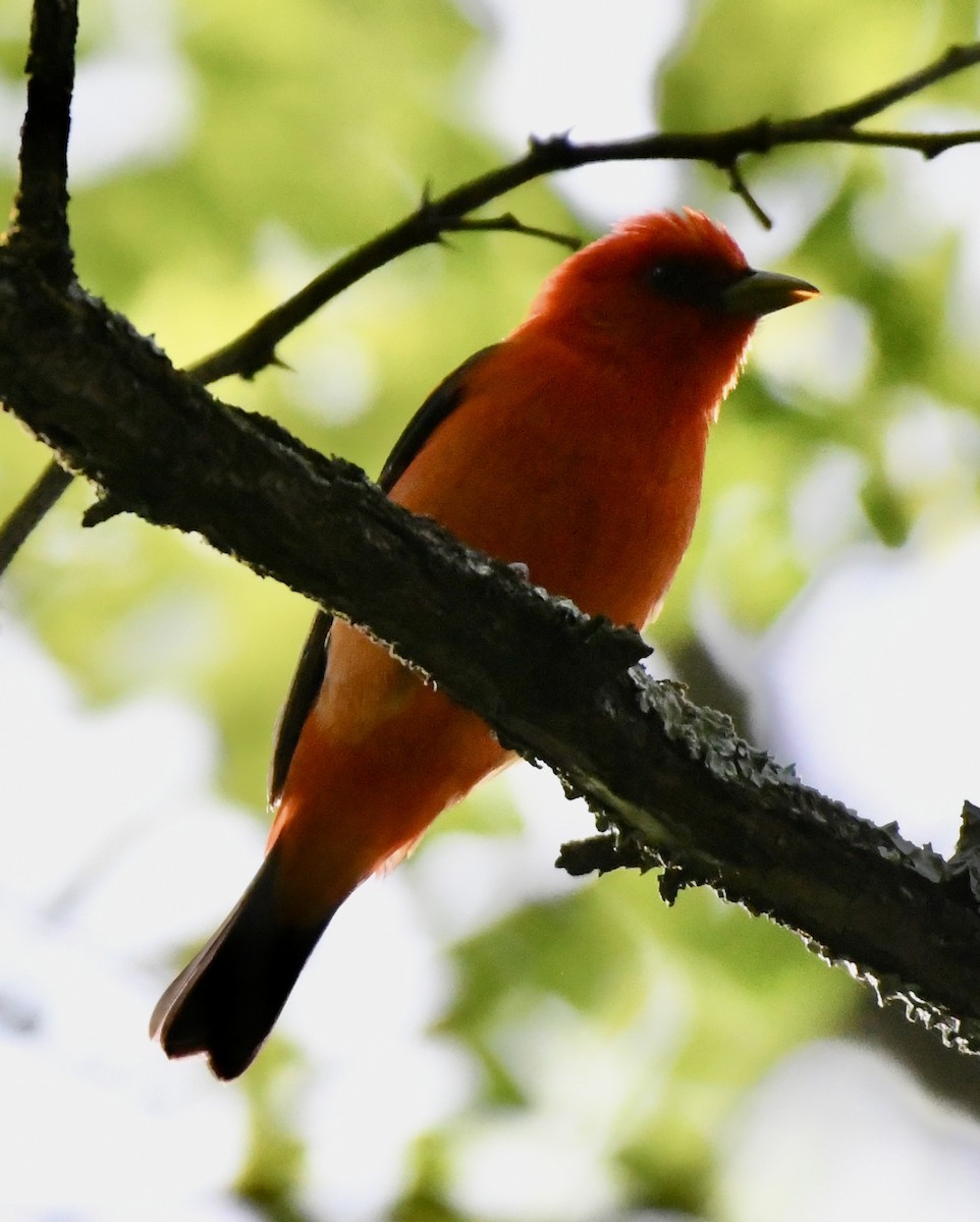 Scarlet Tanager - ML577244641