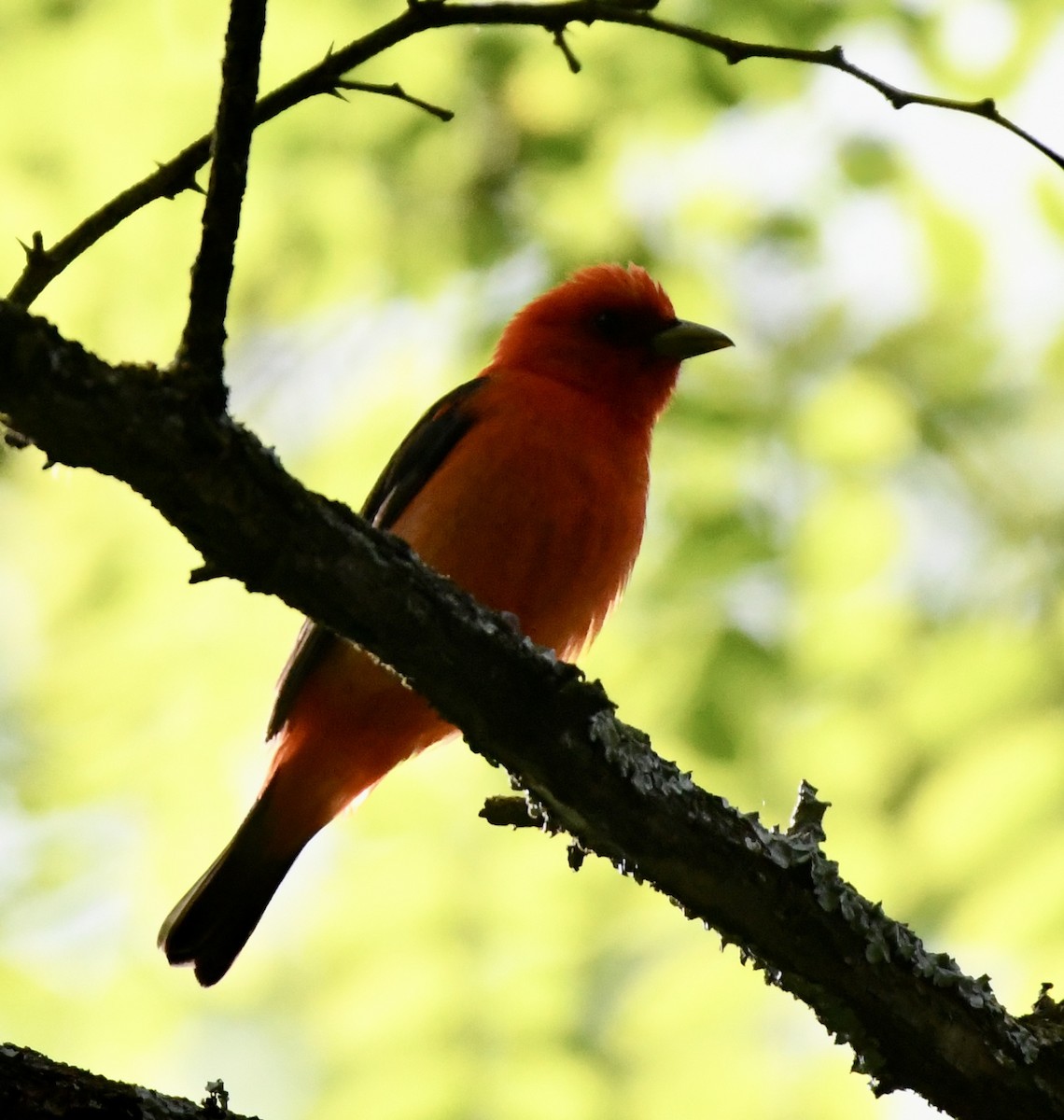 Scarlet Tanager - ML577244651