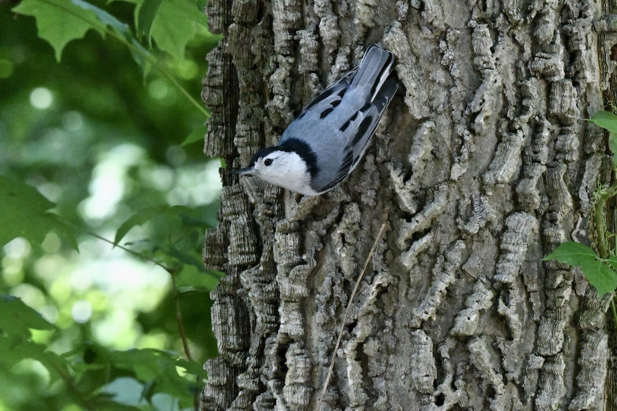 White-breasted Nuthatch - ML577244981