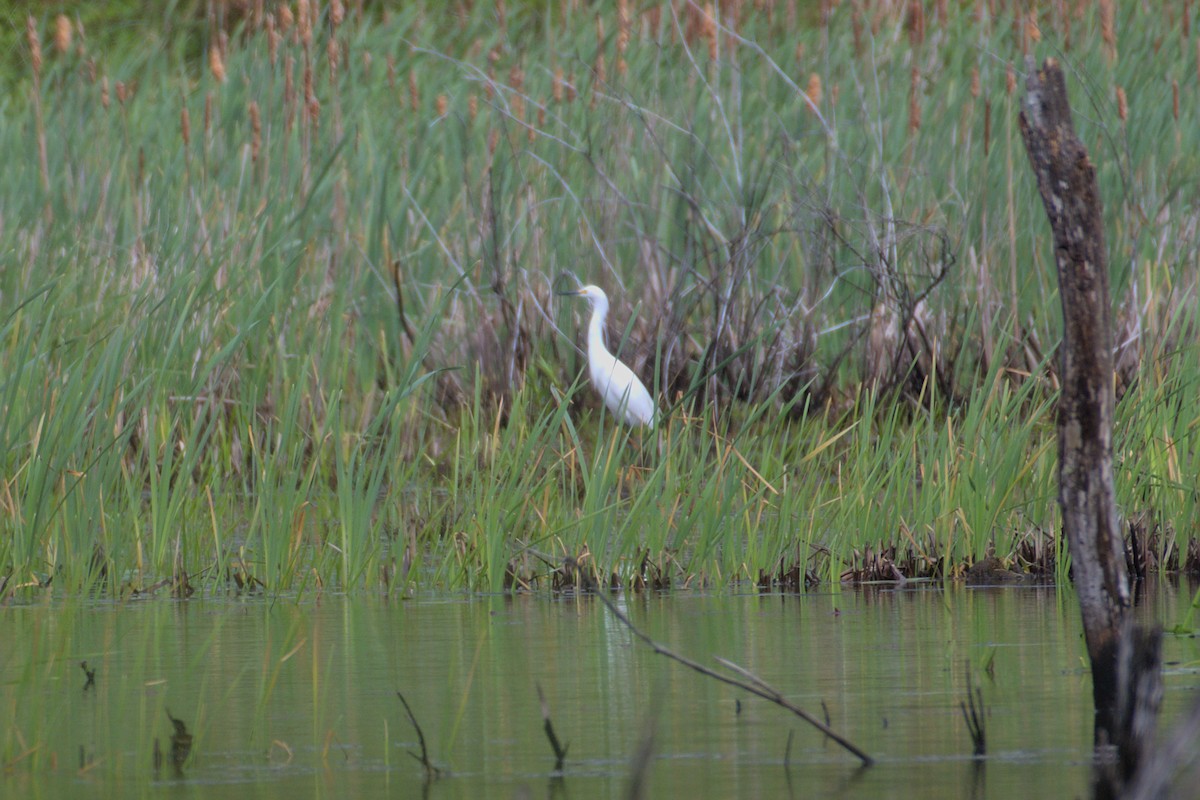 Snowy Egret - ML577246431