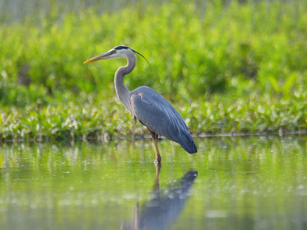 Garza Azulada - ML577248531