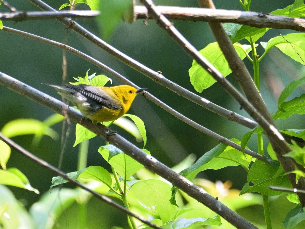 Prothonotary Warbler - Mark Horning