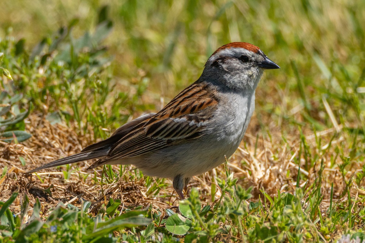 Chipping Sparrow - ML577248651