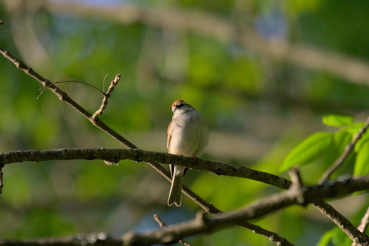 Chipping Sparrow - ML577248681