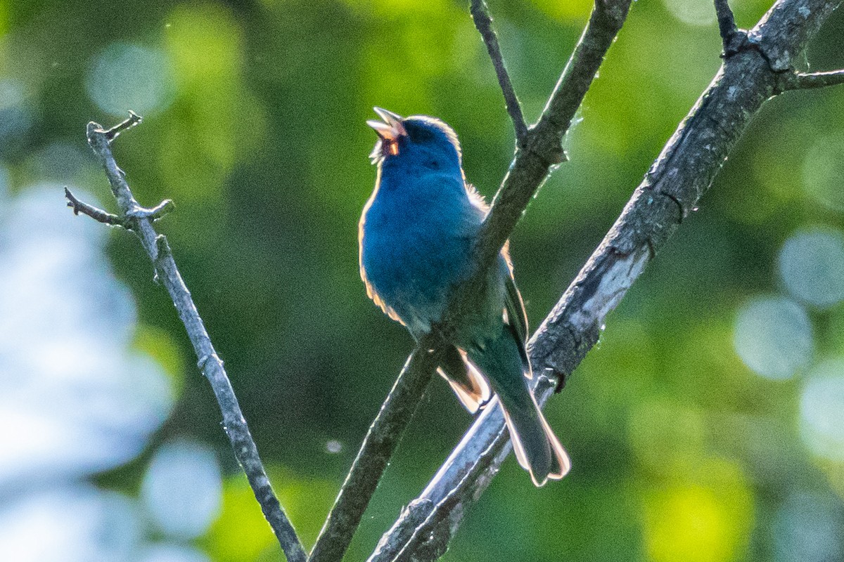 Indigo Bunting - ML577248741