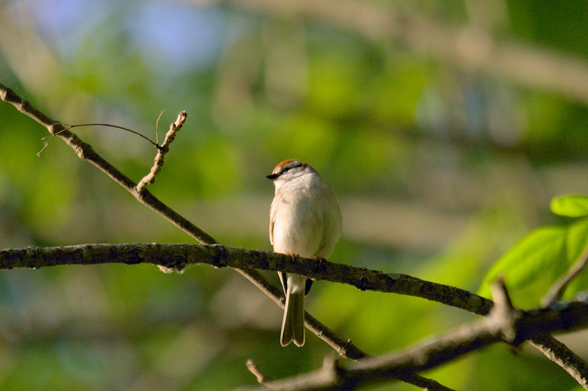 Chipping Sparrow - ML577248861