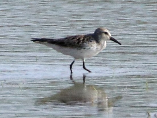 White-rumped Sandpiper - ML577248941