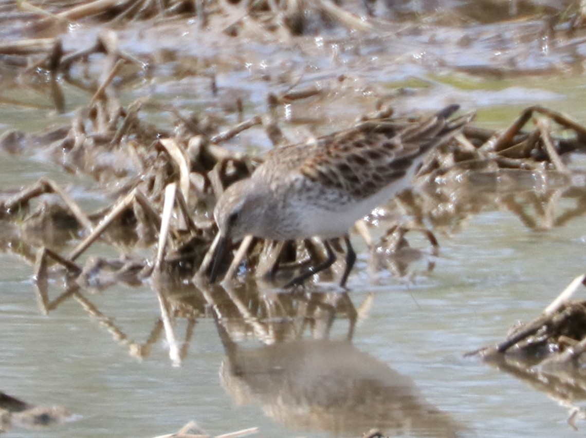 White-rumped Sandpiper - ML577248951