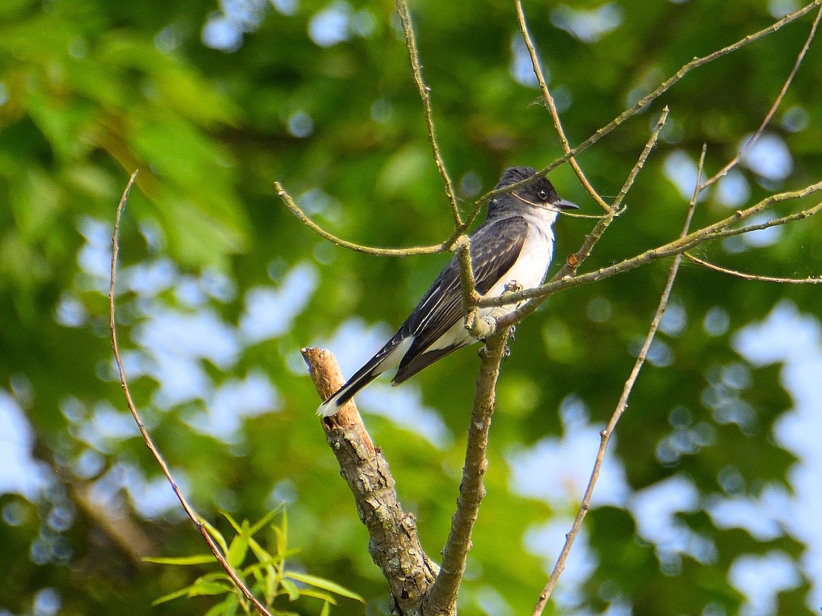 Eastern Kingbird - ML577248981