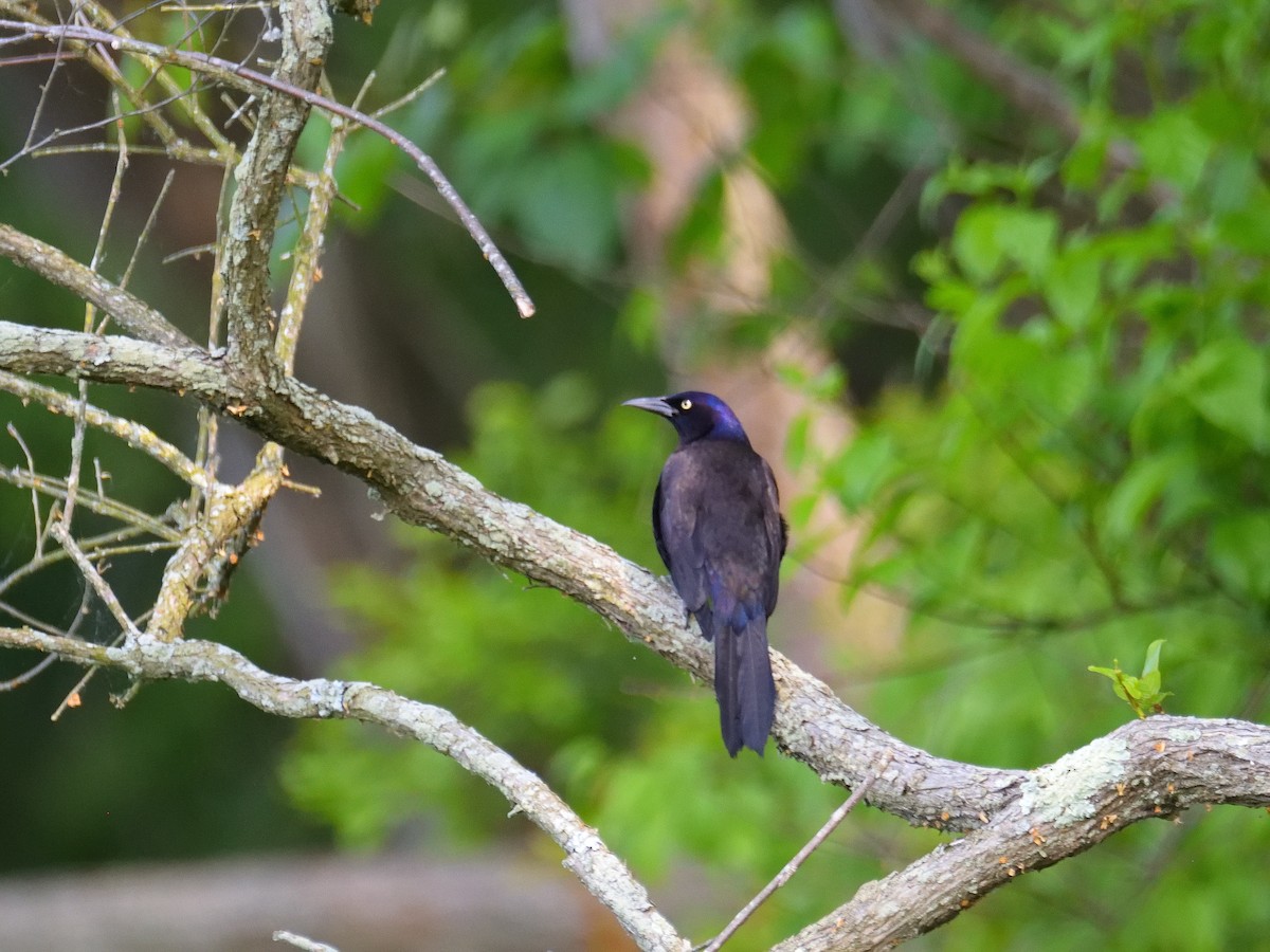 Common Grackle - Mark Horning